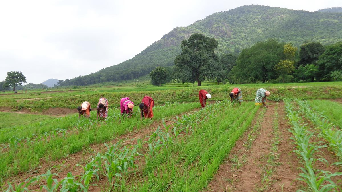 कोरापुट: पारंपरिक भोजन से पोषण समृद्ध आहार तक का सफर