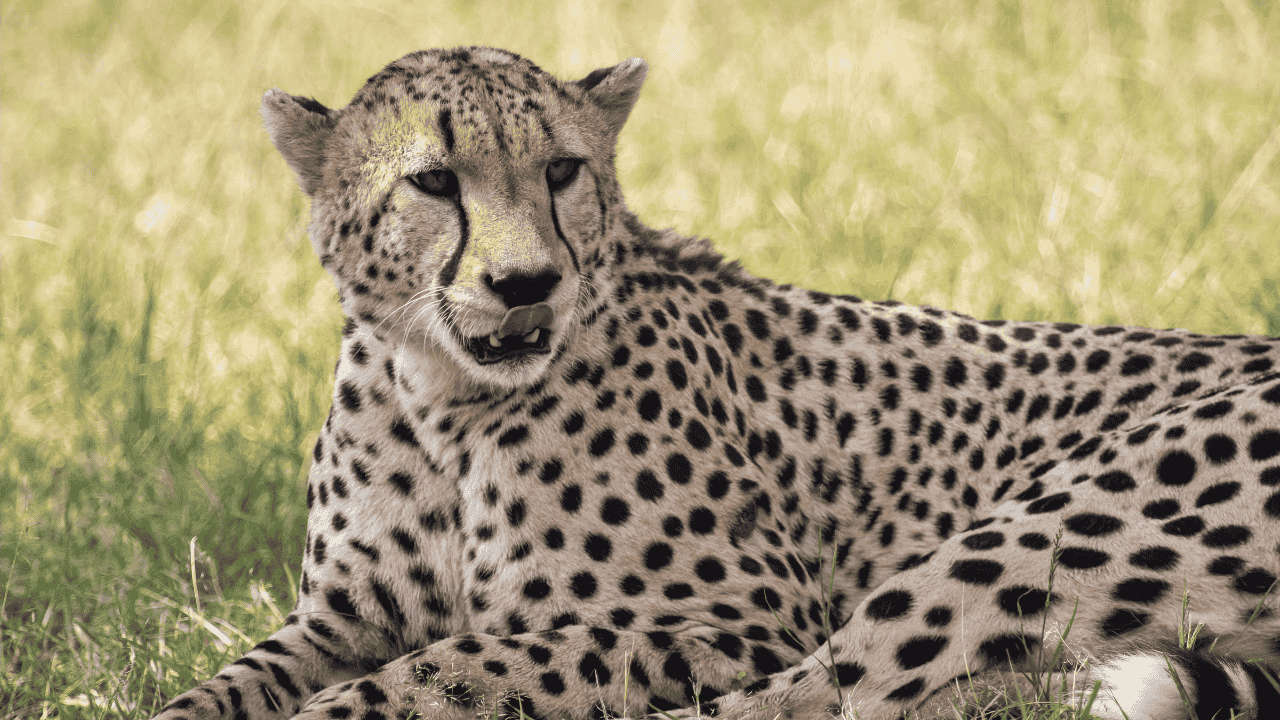 International Cheetah Day 2024: Conservation, Extinction Crisis, and UPSC Relevance
