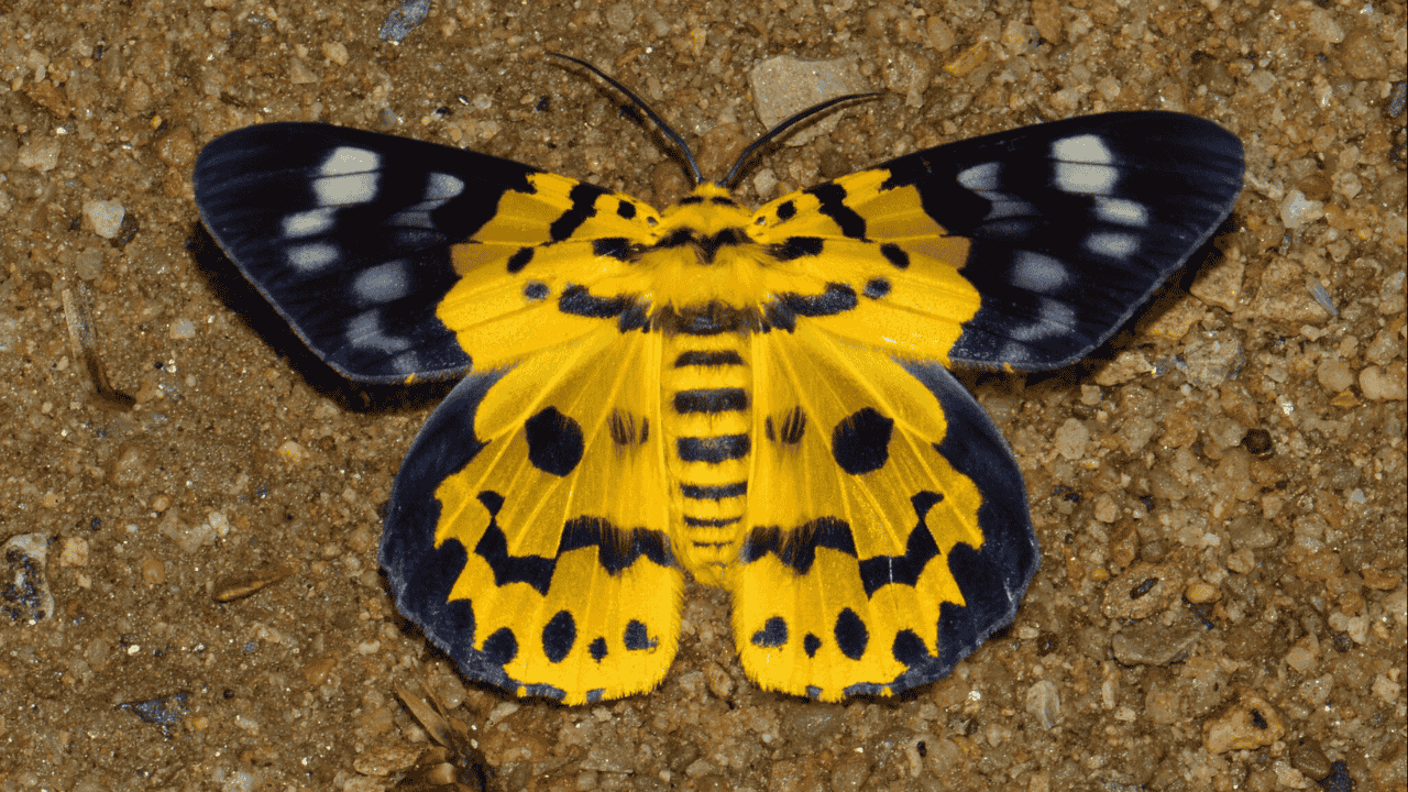 Today’s Current Affairs for UPSC and Competitive Exams (April 13, 2026): Discovery of Rare ‘False Tiger Moth’ in Singhbhum and Detailed Analysis of Jharkhand’s Biodiversity