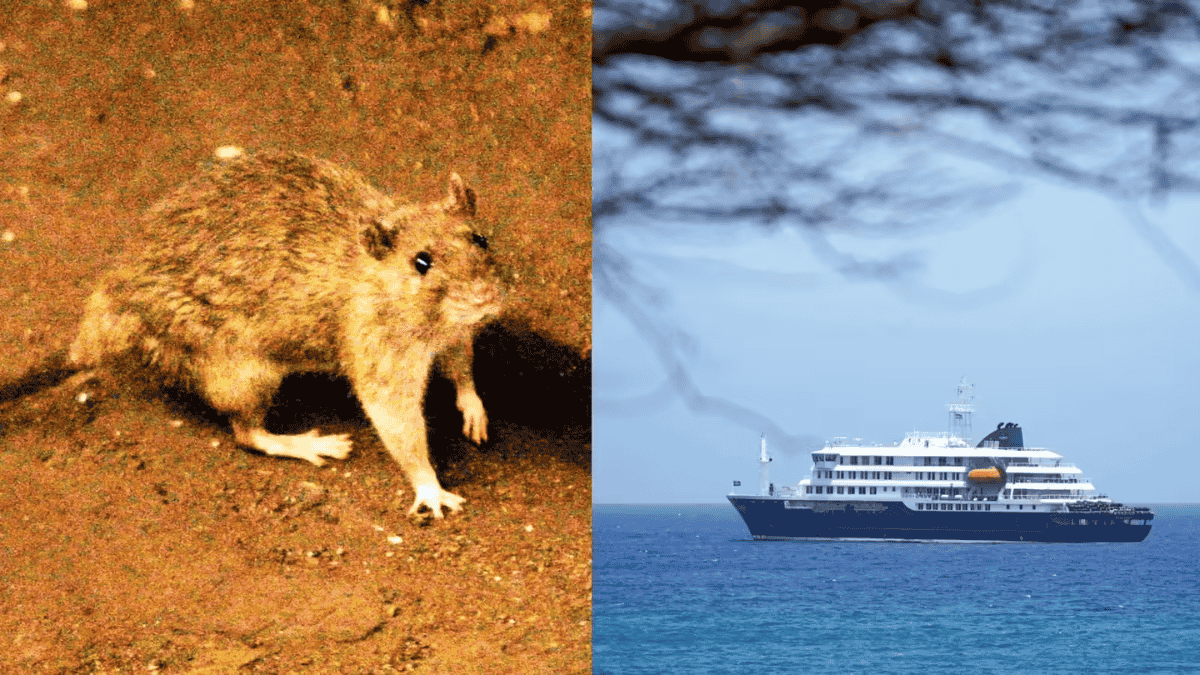 UPSC Current Affairs May 6, 2026: हंता वायरस (Hantavirus) का वैश्विक संकट, MV Hondius मामला और भारत का राष्ट्रीय वन हेल्थ मिशन (Daily GK Update)